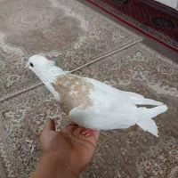 یک دونه توق ماده|پرنده|کامیاران, |دیوار