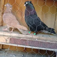 یک جفت زاغ آبادانی