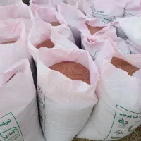 بذر گندم|گل و گیاه طبیعی|قوچان, |دیوار