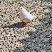 کبوتر ساعت بالا