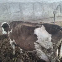 گاو شیری باب کشتار و نگهداری