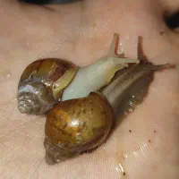 جوجه حلزون|خزنده|اهواز, زیتون کارمندی|دیوار