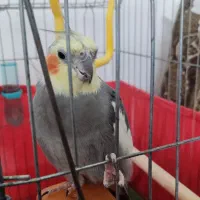 عروس هلندی نر|پرنده|تاکستان, |دیوار