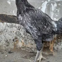 مرغ لاری