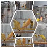 فروش انواع قناری
