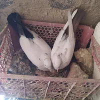 دمبی