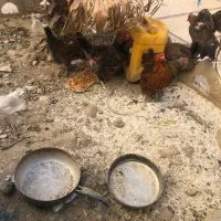 مرغ تخم گذار