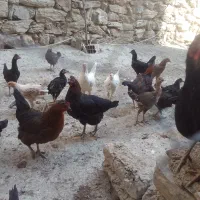 مرغ وباروک محلی