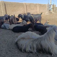 سی راس بز چهل راس چبش سه راس چیش دبر