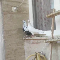 کبوتر نر و ماده طلا