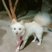 سگ پامر روباهی|سگ|جیرفت, |دیوار