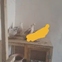 کفتر|پرنده|تهران, امیریه|دیوار