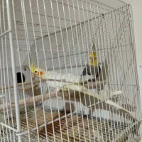 عروس هلندی جفت|پرنده|تربت جام, جامرود|دیوار