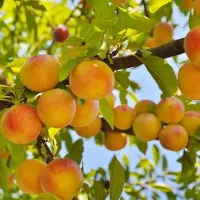 تولید نهال زردآلو جهانگیری گلدانی