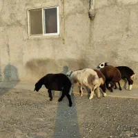 5راس توقلی ماده زیر قوچی درجه یک|حیوانات مزرعه|مزرعه کتول, |دیوار