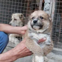 واگذاری سگ توله  خراسانی