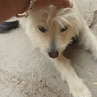 سگ شیتزو ۸ماه ومودب