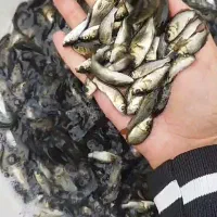 عرضه ماهی بدون واسطه|ماهی|تبریز, |دیوار