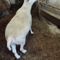 1راس قوچ رومن اصل