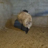 2راس قوچ افشاری درجه یک|حیوانات مزرعه|مبارکه, |دیوار