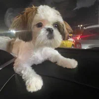 شیتزو فلت دختر۷ماه|سگ|رشت, فلسطین|دیوار