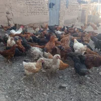 جوجه مرغ.وخروس|حیوانات مزرعه|تربت‌حیدریه, چهارراه خواف|دیوار