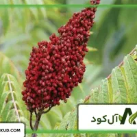 ریشه ترش همان سماق