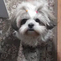 شیتزو سوپر فلت