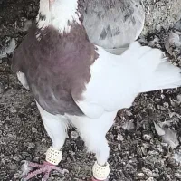 کبوتر|پرنده|برازجان, |دیوار