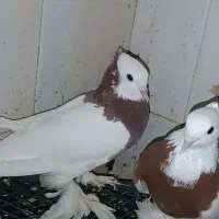 جفت طوقی سرخ پرپا کاکل