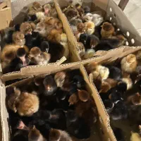 جوجه زینتی کاکلی گردن لخت سلطان