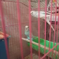 طوطی،کتوله برزیلی ،مرغ عشق|پرنده|یاسوج, |دیوار