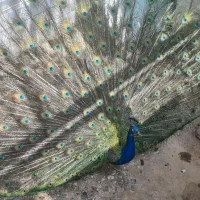 تخم طاوس