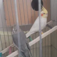 عروس هلندی