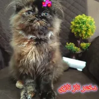 گربه پرشین