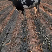 دو عدد گاو آبستن ۷ماهه|حیوانات مزرعه|قشلاق دشت, |دیوار