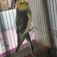 عروس هلندی نرسالم (۴۰۰هزار تومان مقطوع)