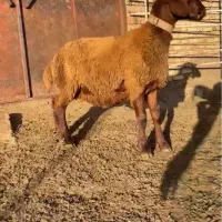 میش هترو همراه بره همو