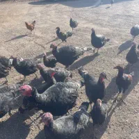 بوقلمون برنز