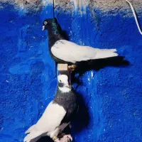 4 عدد کبوتر بی عیب نقص