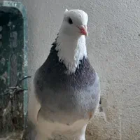 طوقی چند عدد|پرنده|بستان آباد, |دیوار