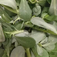 انواع سبزی خوردن موجود هست