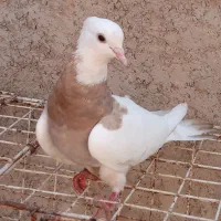 کبوتر طوقی ماده