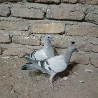 انگشتر نیس شامی جفت