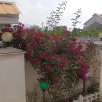 سالانه ملک اجاره ای رامسر ویلا دربستی