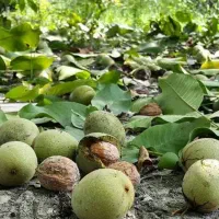 گردو زنی یا گردو تکانی|خدمات باغبانی و درختکاری|شیروان (خراسان), |دیوار