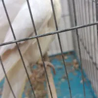 یک جوجه عروس هلندی دستی