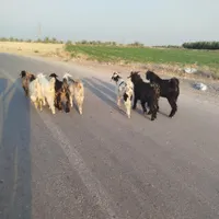 کهره سبک|حیوانات مزرعه|بهبهان, |دیوار