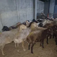 سلام دوستان میش وبر نر وبره ماده چهارباغ