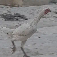 فروش ۲ عدد مرغ کوشامو